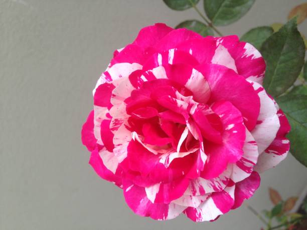 istock Pink fuxia and white 683728668