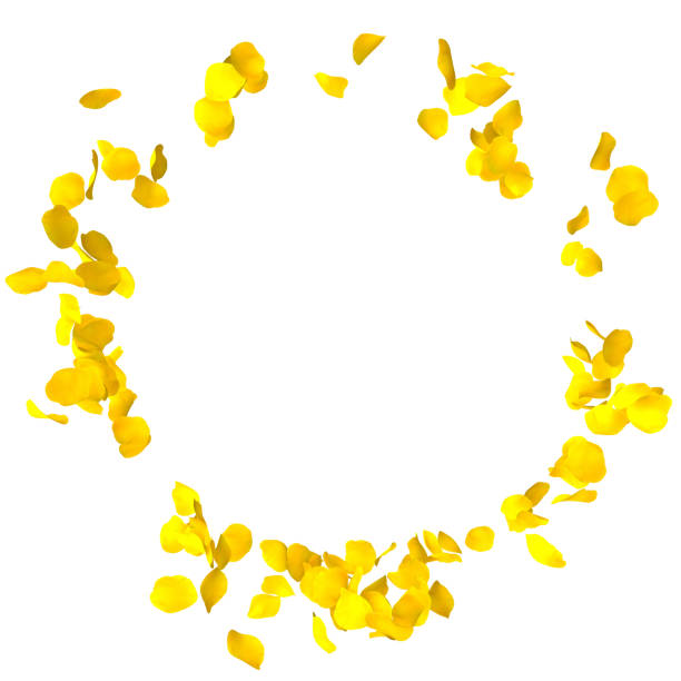 istock Petals yellow roses are flying in a circle on isolated white background 683729086