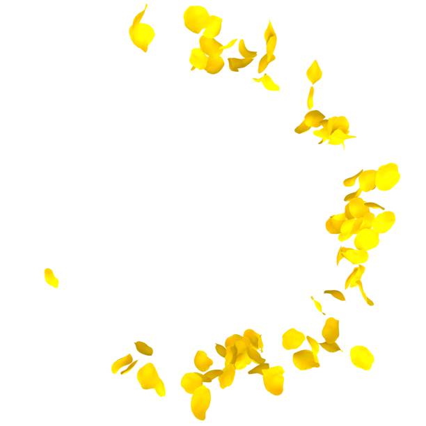 Petals yellow roses are flying in a circle on isolated white background
