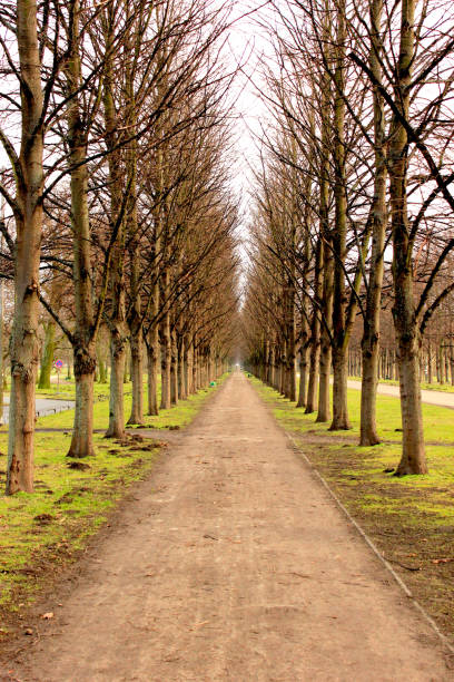 istock Symmetry in the Nature 683729336