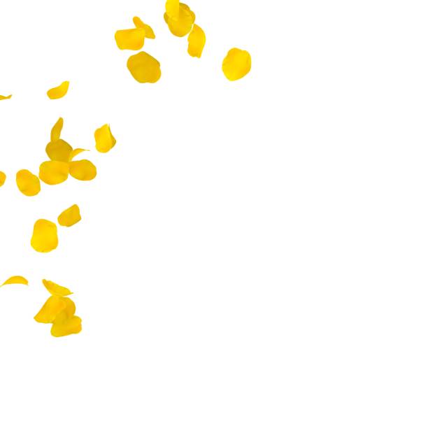 istock Yellow rose petals scattered on the floor in a semi-circle 683729866