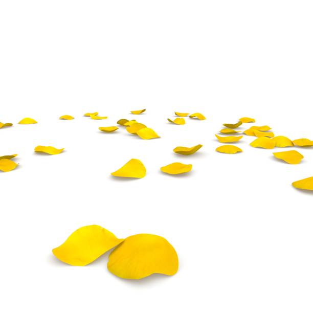 istock Yellow rose petals flying on the floor 683730446