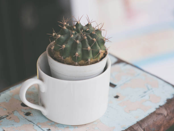 istock cactus plant in the flower pot. Cactus plants in retro effect image.(selective focus) 683730518