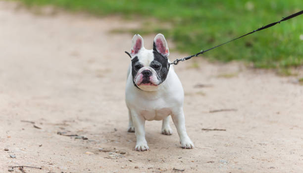 istock Walk People Dog on a leash in the park 683739570