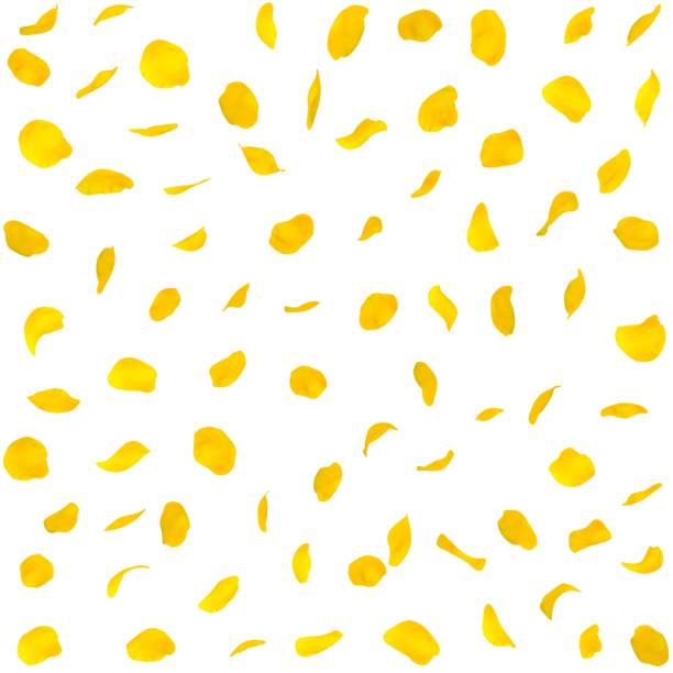 Seamless texture of yellow rose petals
