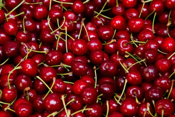 Background from fresh red cherries with a twig, close up. Lot of ripe berries lying on the table with selective focus