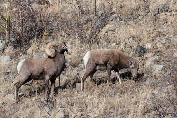 istock Colorado Rocky Mountain Bighorn Sheep 683746754