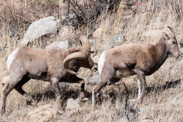 istock Colorado Rocky Mountain Bighorn Sheep 683746960