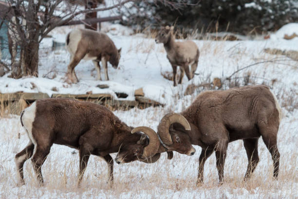 istock Colorado Rocky Mountain Bighorn Sheep 683747012