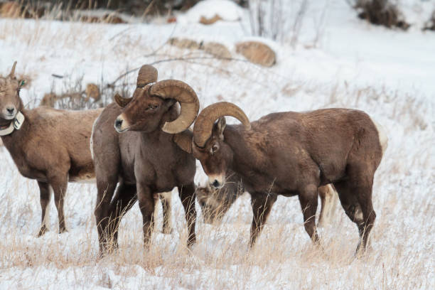 istock Colorado Rocky Mountain Bighorn Sheep 683747546