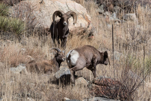 istock Colorado Rocky Mountain Bighorn Sheep 683747624