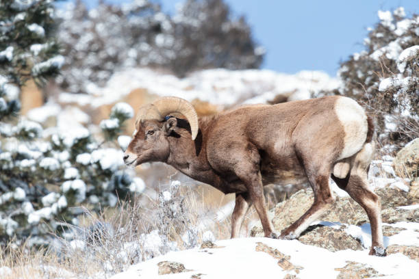 istock Colorado Rocky Mountain Bighorn Sheep 683747738