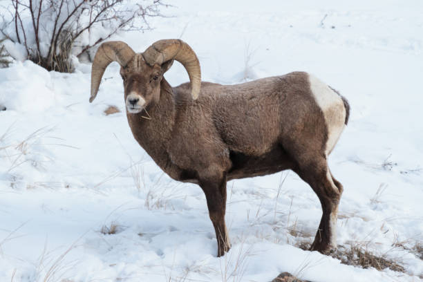 istock Colorado Rocky Mountain Bighorn Sheep 683747856