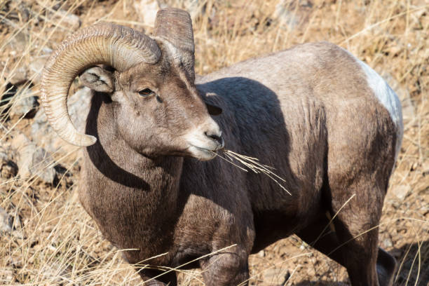 istock Colorado Rocky Mountain Bighorn Sheep 683748158