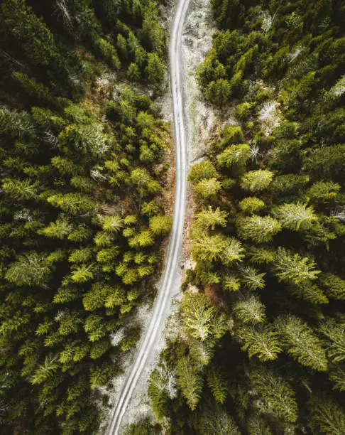 Photo of aerial view of a pine forest in switzerland