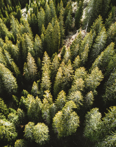 istock aerial view of a pine forest in switzerland 683750514