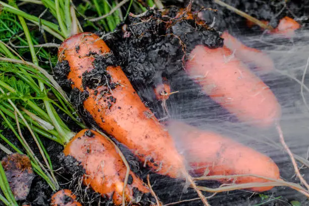 Photo of fresh carrots covered in soil wash.