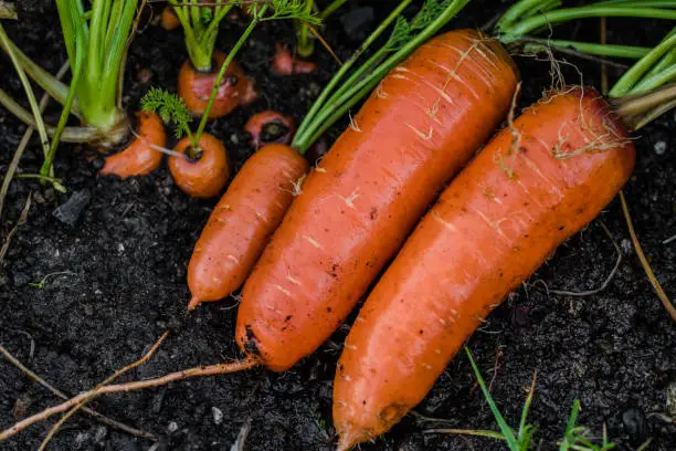 Photo of Carrots covered in soil. fresh out of soil.