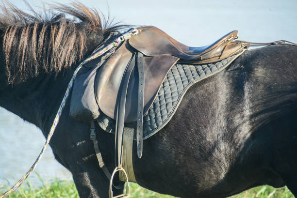 istock iceland horse standing outdoors 683751342