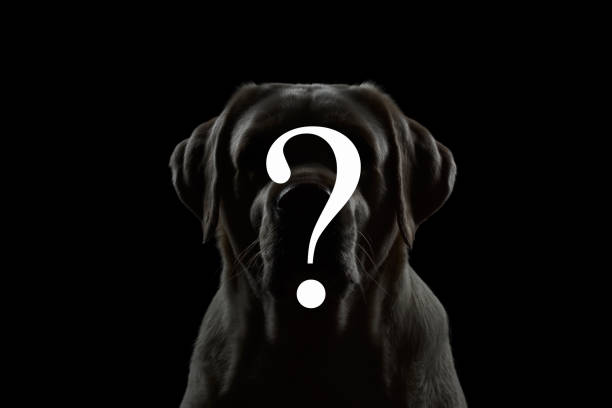 istock Symbol Question on Portrait of dog 683754326