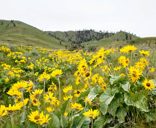 istock Wild Sunflower, Full Bloom, Spring Hike, Chelan Washington 683754554