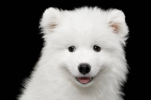 istock Samoyed Puppy isolated on Black background 683754586