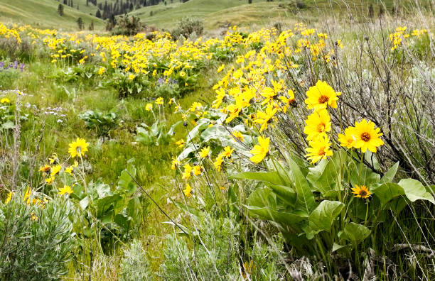 istock Wild Sunflower, Full Bloom, Spring Hike, Chelan Washington 683754668