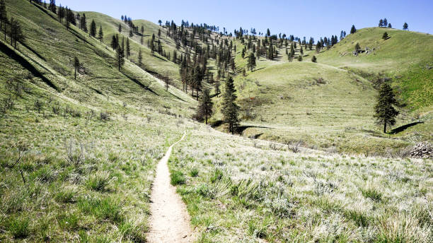 istock Spring Desert Hike Trail, Chelan Butte, Chelan Washington 683754724