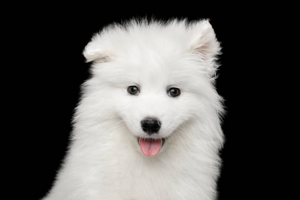 istock Samoyed Puppy isolated on Black background 683754758