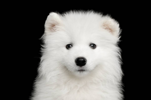 istock Samoyed Puppy isolated on Black background 683754942