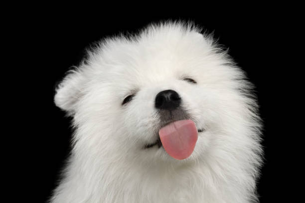samoyed щенок изолированы на черном фоне - licking стоковые фото и изображения