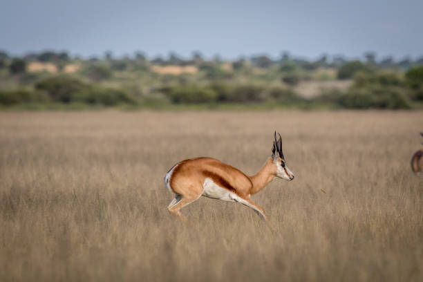 istock Springbok pronking in the Central Kalahari. 683758032