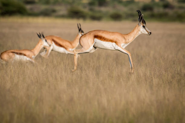 istock Springboks pronking in the Central Kalahari. 683758036