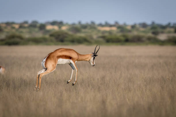 istock Springbok pronking in the Central Kalahari. 683758112
