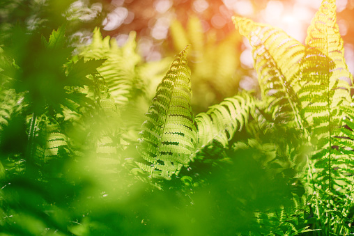 Young fern leaves in the sunny forest