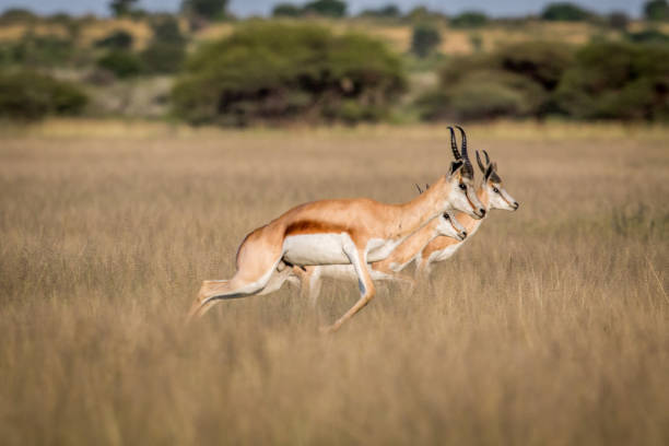 istock Springboks pronking in the Central Kalahari. 683758136