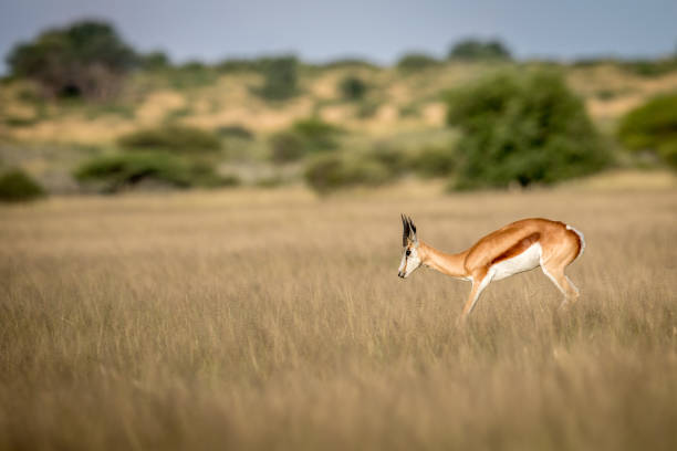 istock Springbok pronking in the Central Kalahari. 683758148