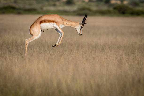 istock Springbok pronking in the Central Kalahari. 683758174