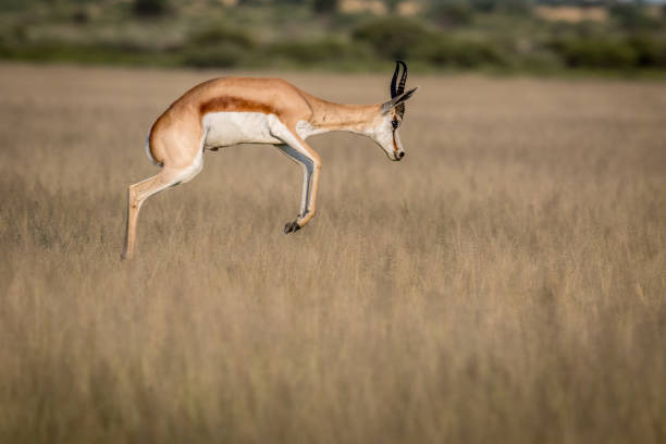 istock Springbok pronking in the Central Kalahari. 683758178