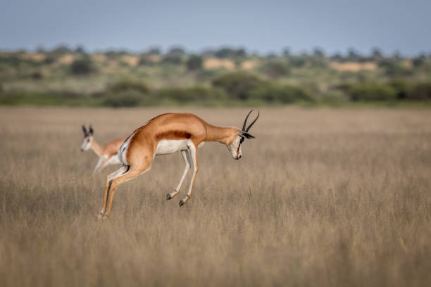 istock Springbok pronking in the Central Kalahari. 683758190
