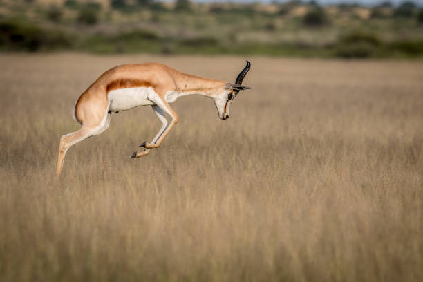 Springbok pronking in the Central Kalahari Game Reserve, Botswana.