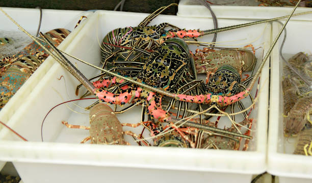 istock Live Lobsters at Fish Market. Seafood. 683758428