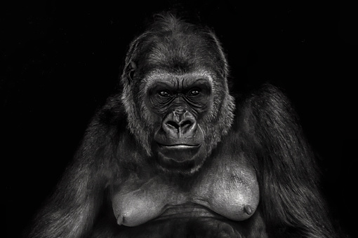 Portrait of a female gorilla
