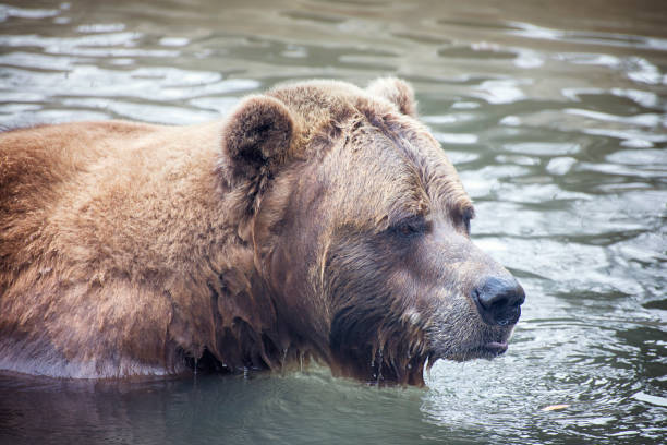 istock Grizzly bear in water 683759484