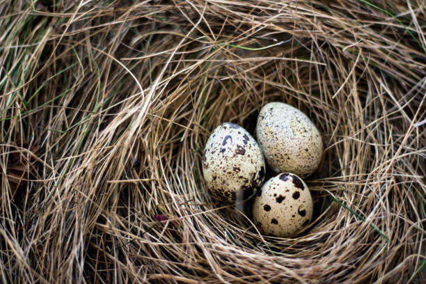 istock Birds nest in hay 683759912