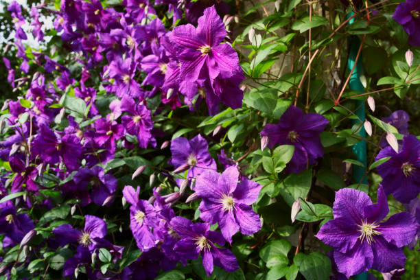 istock Clematis purple and pink 683759952