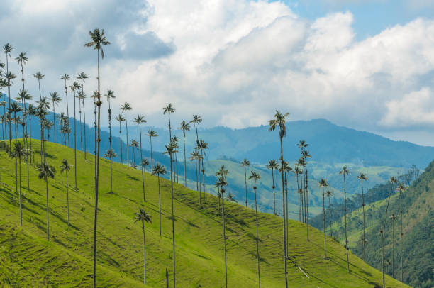 istock Wax palm trees of Cocora Valley, Colombia 683760046