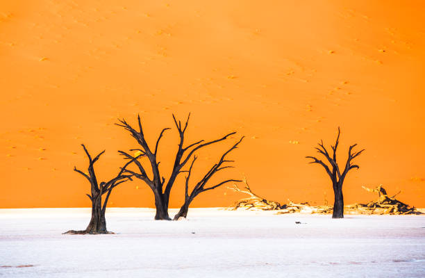 Dead Camelthorn Trees and red dunes in Deadvlei, Sossusvlei, Namib-Naukluft National Park, Namibia Dead Camelthorn Trees and red dunes in Deadvlei, Sossusvlei, Namib-Naukluft National Park, Namibia namib sand sea stock pictures, royalty-free photos & images