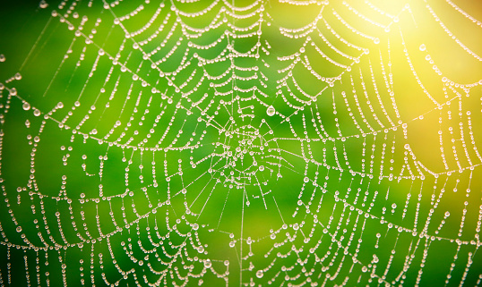 Detail of spider's web on natural background
