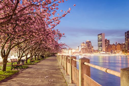 This is a royalty free stock color photograph of blooming cherry blossom trees lining a sidewalk on Roosevelt Island, in urban travel destination New York City, USA. The evening skyline view of Manhattan's East Side is seen across the East River in the background. Photographed with a Nikon D800 DSLR in spring.